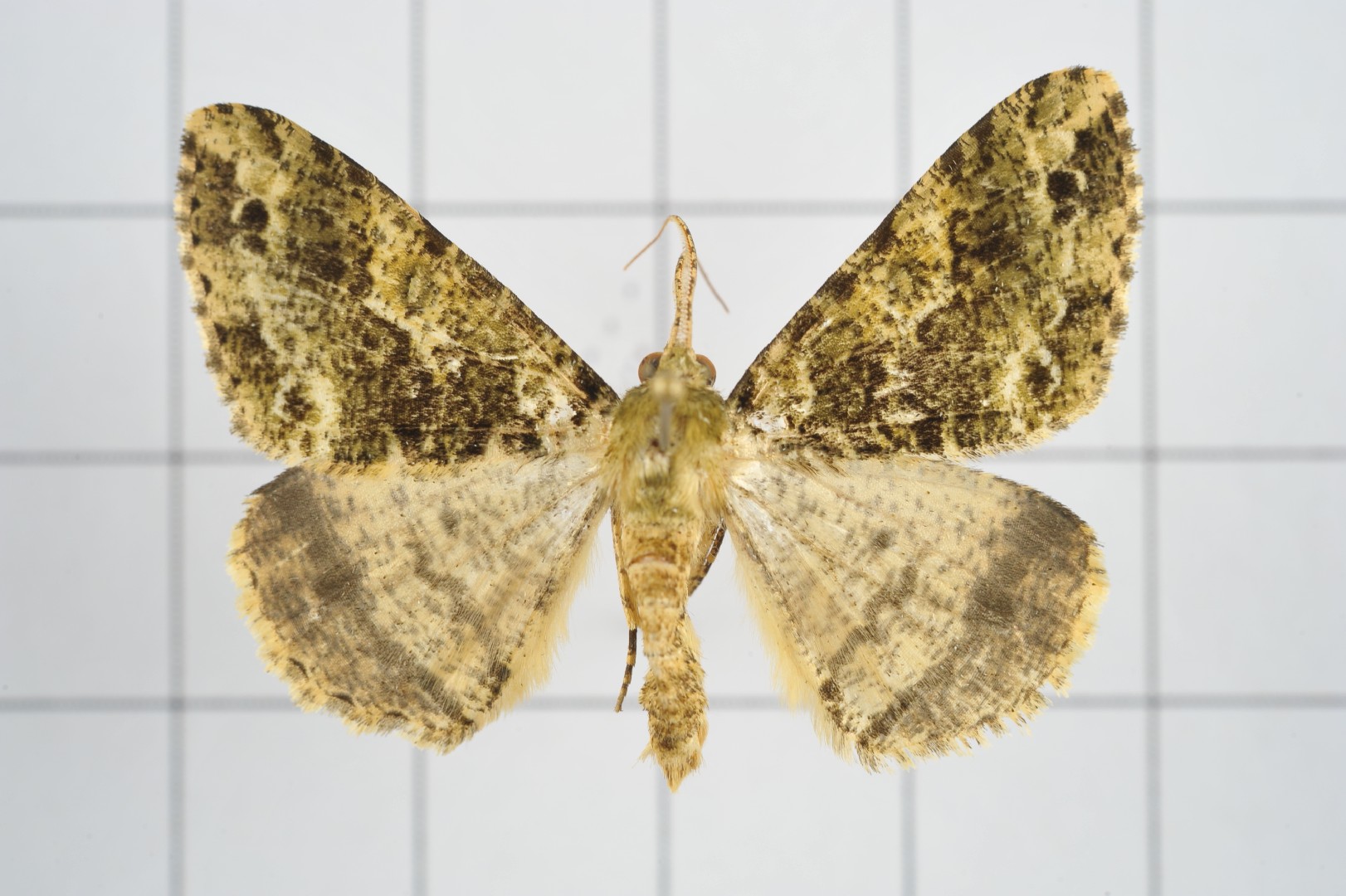 Arichanna (Arichanna)