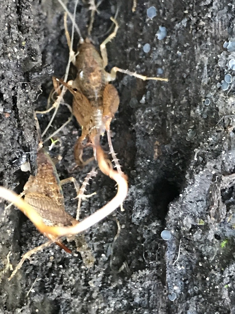 Pristoceuthophilus (Pristoceuthophilus)