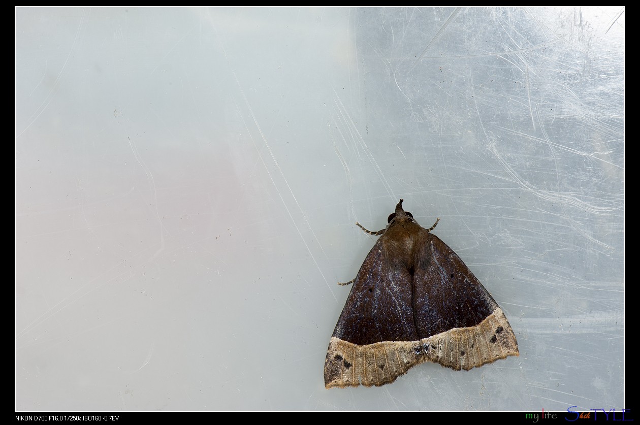 Itmaharela (Itmaharela)