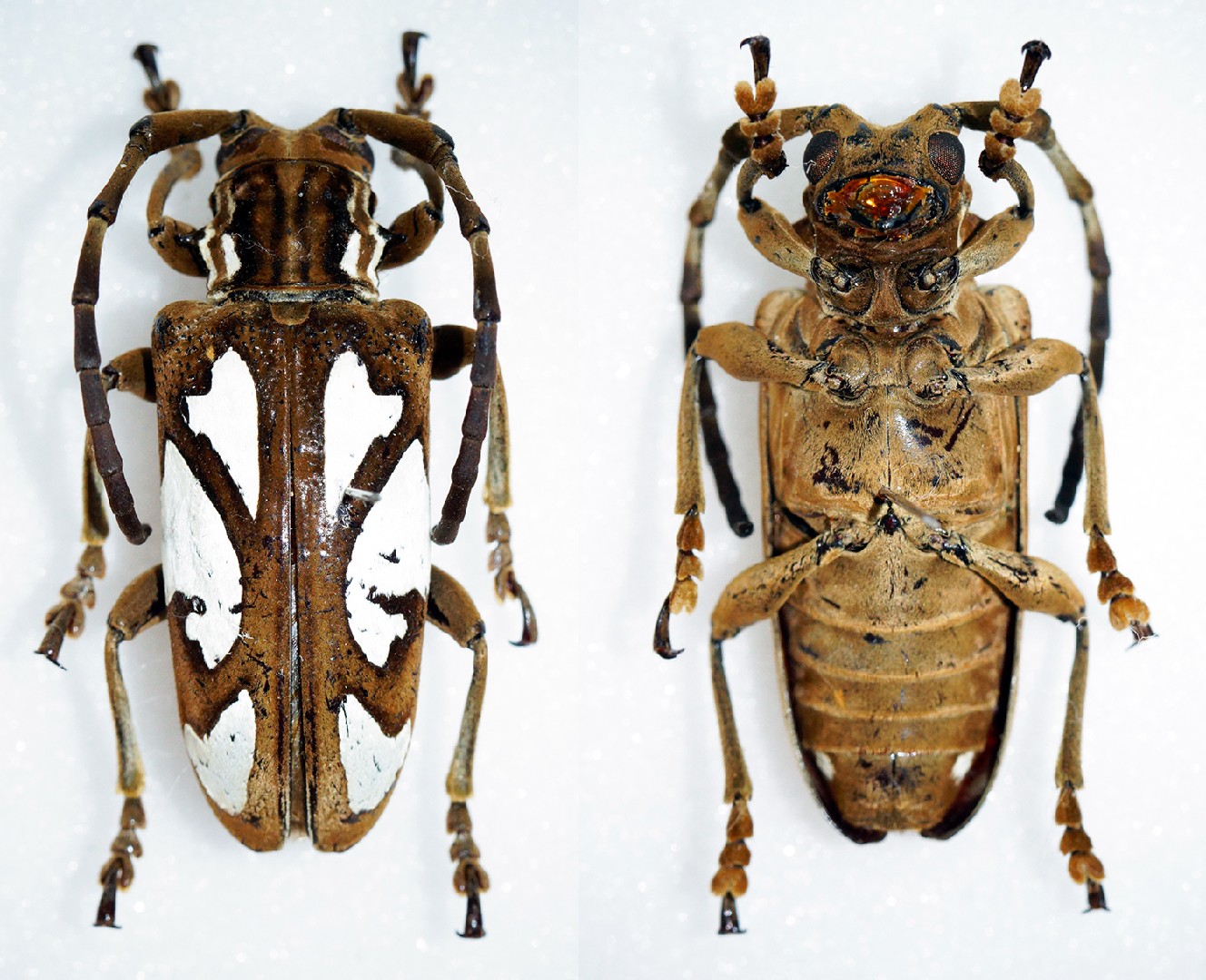 Calothyrza (Calothyrza)