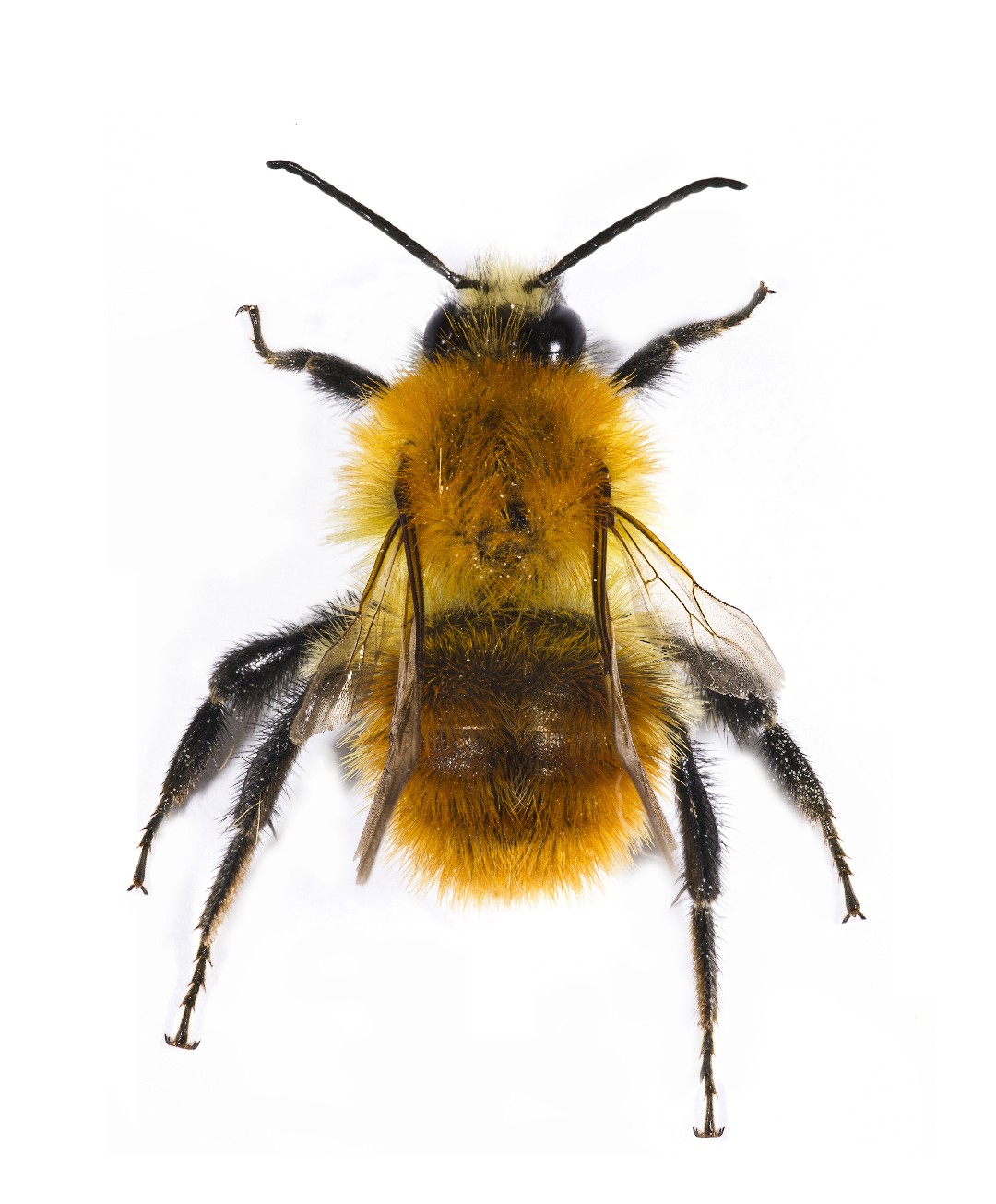 Шмель полевой (Bombus pascuorum) - Picture Insect