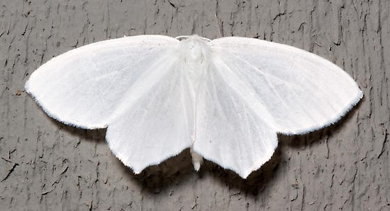 Eugonobapta (Eugonobapta)