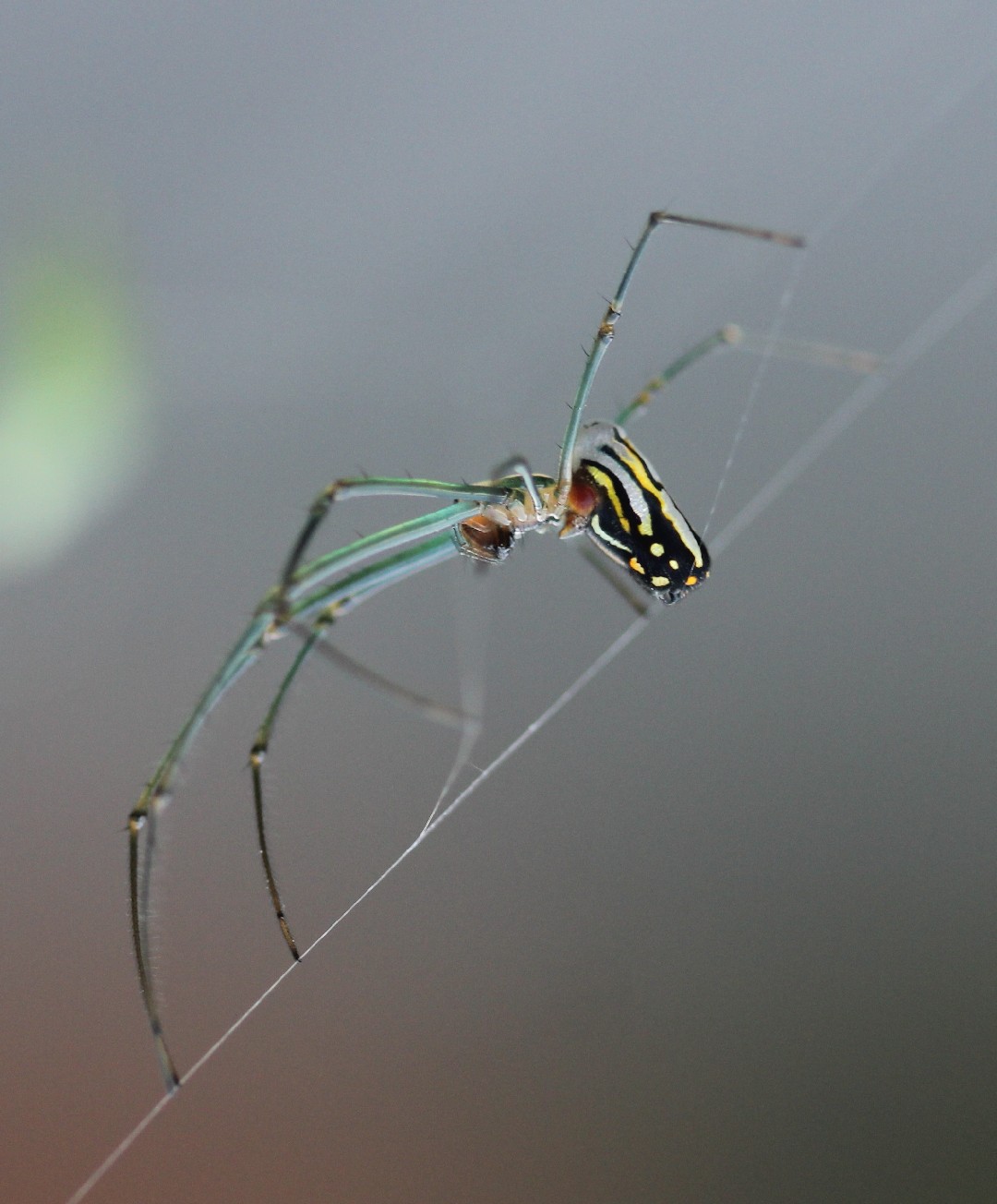 Arañas de rayas blancas (Leucauge)