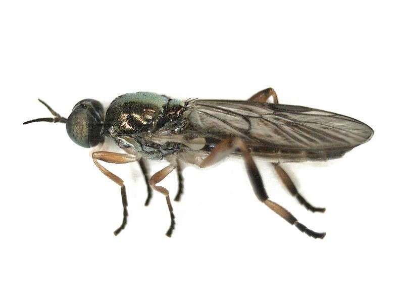 Chorisops (Chorisops)