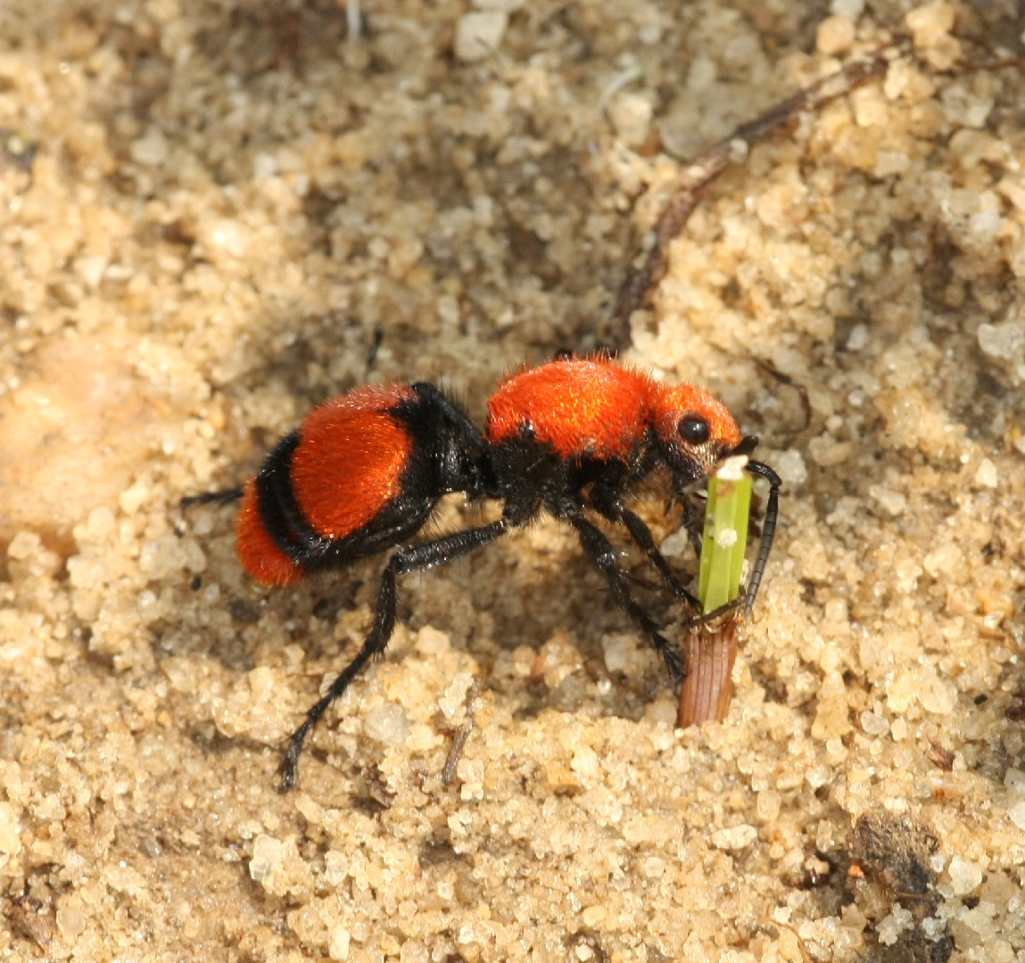 Dasymutilla occidentalis (Dasymutilla occidentalis) - Picture Insect