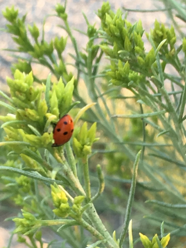 Ladybugs (Coccinellidae)