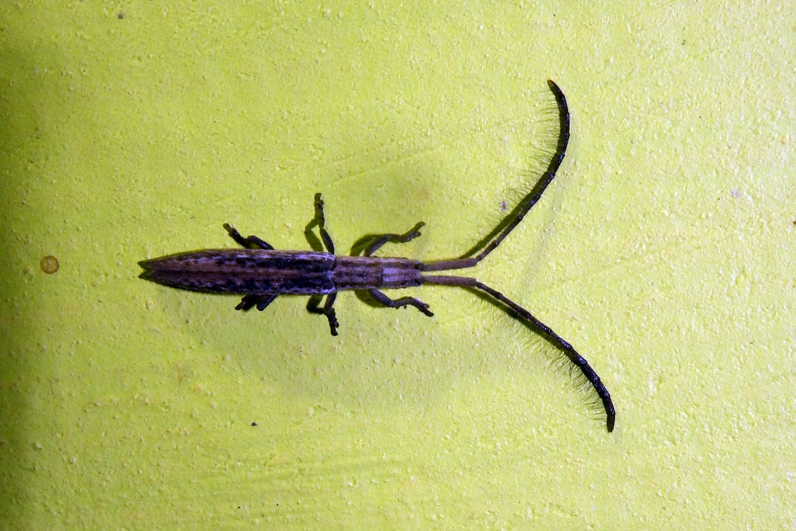 Tetraglenes (Tetraglenes)