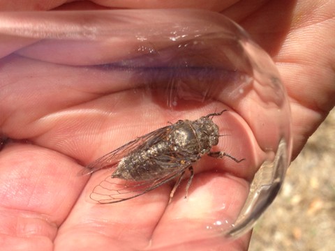 Okanagana (Okanagana)