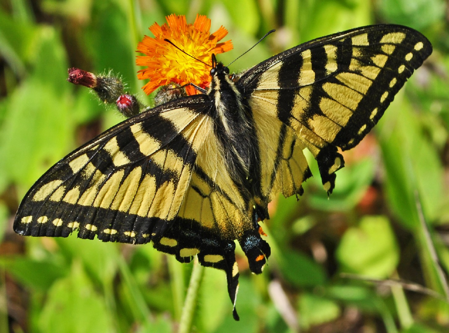 カナダキアゲハ (Papilio canadensis) - Picture Insect