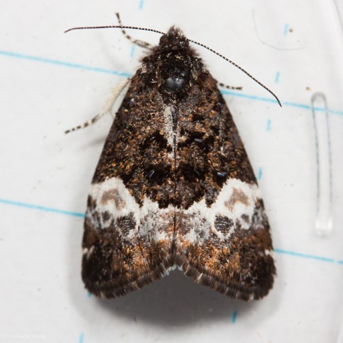 Annaphila (Annaphila)