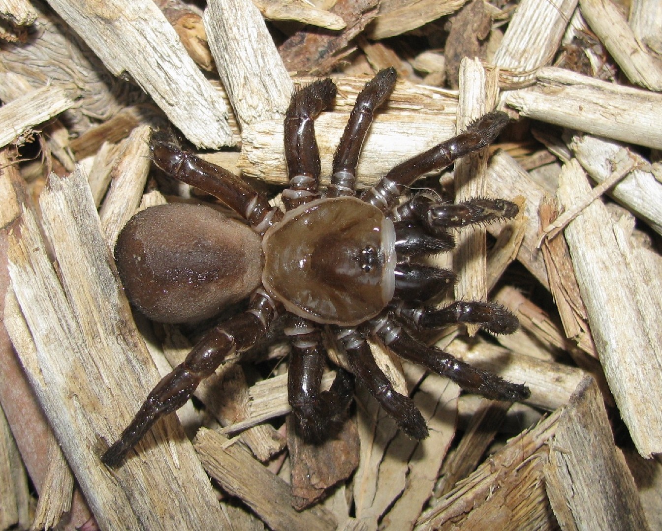 Bothriocyrtum californicum (Bothriocyrtum californicum) - Picture Insect