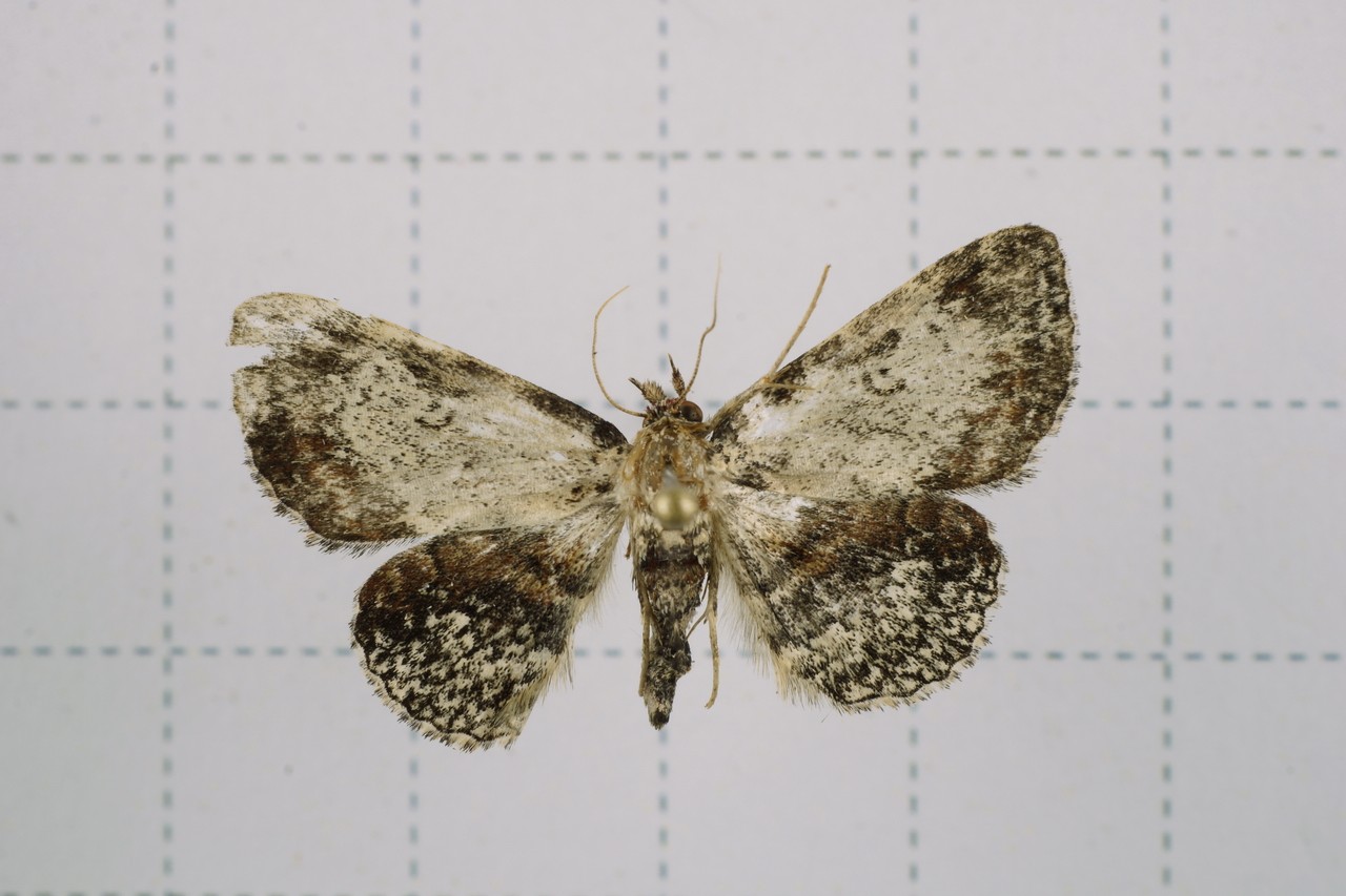 Caduca (Caduca)