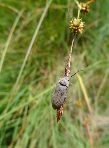 Dascillus (Dascillus)