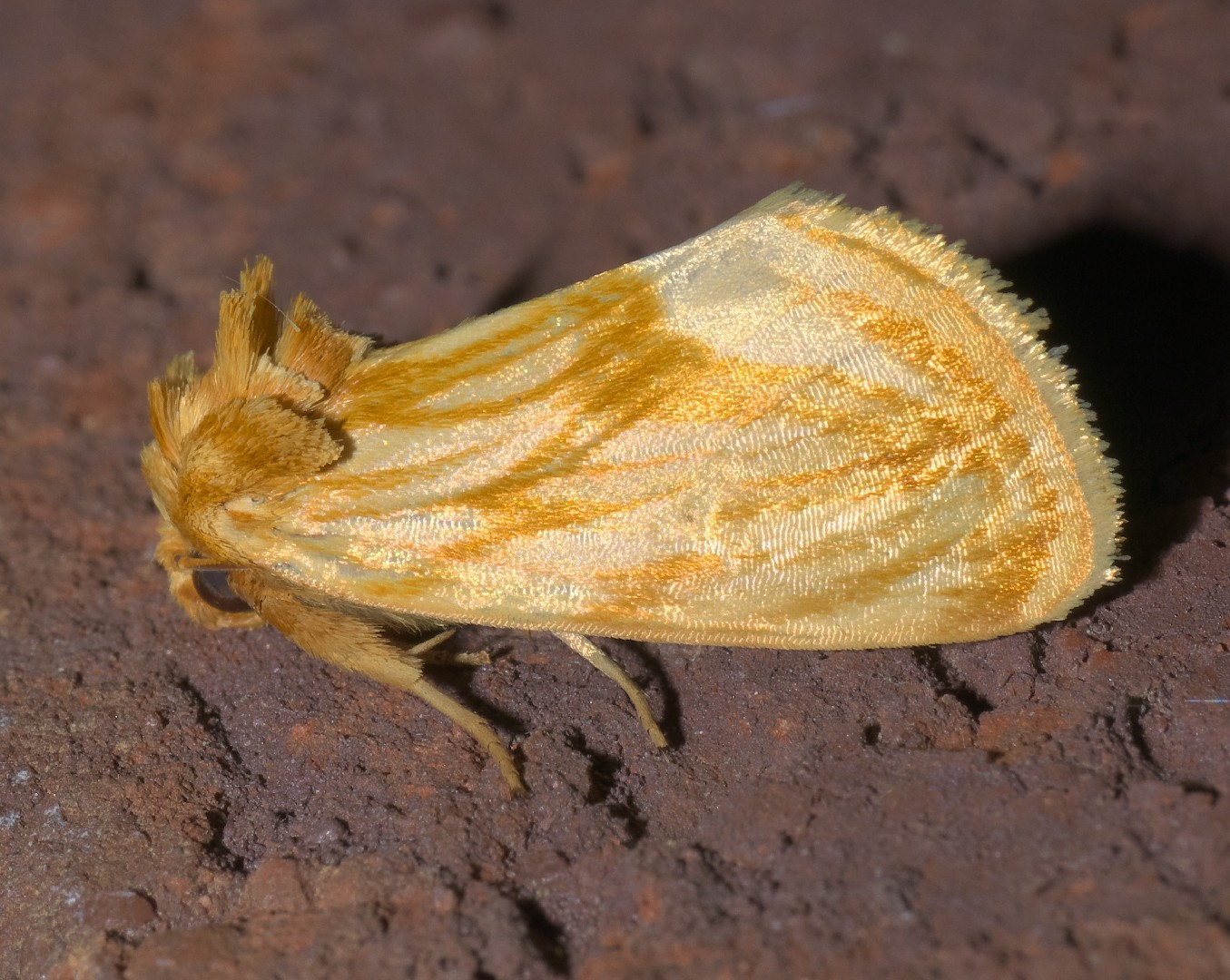 Cirrhophanus (Cirrhophanus)