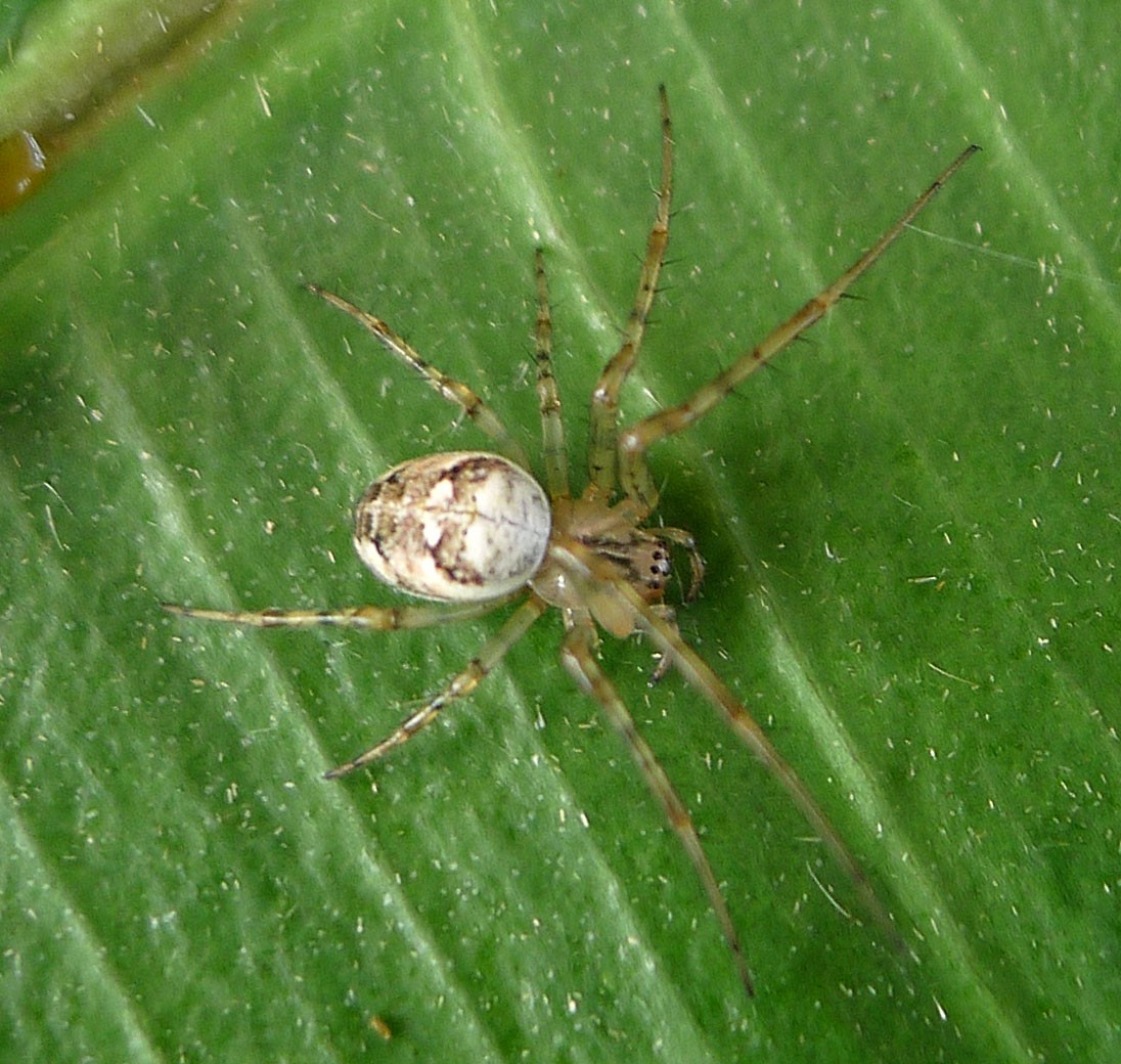 Крестовик четырехпятнистый (Araneus quadratus) - Picture Insect