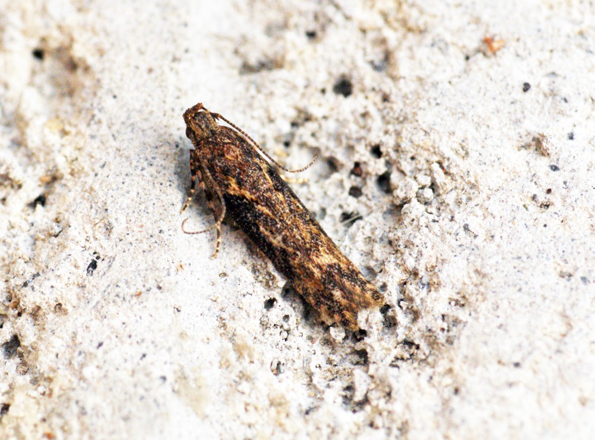 Scrobipalpa (Scrobipalpa)