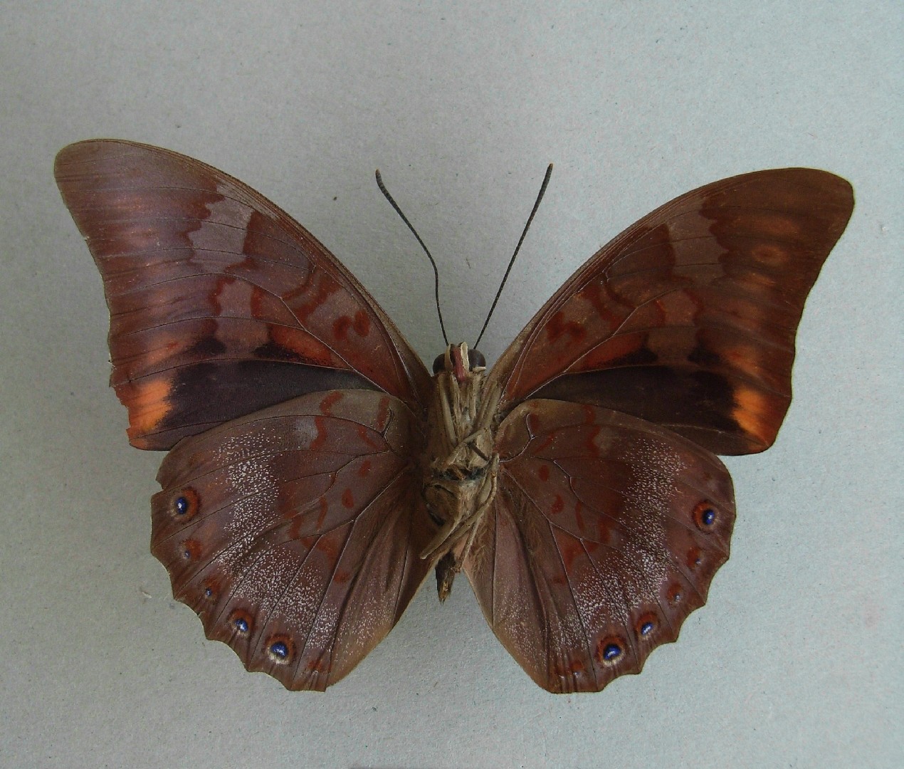 Prepona praeneste (Prepona praeneste) - Picture Insect