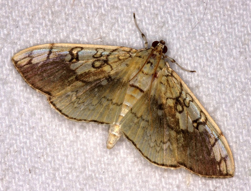 Pantographa (Pantographa)