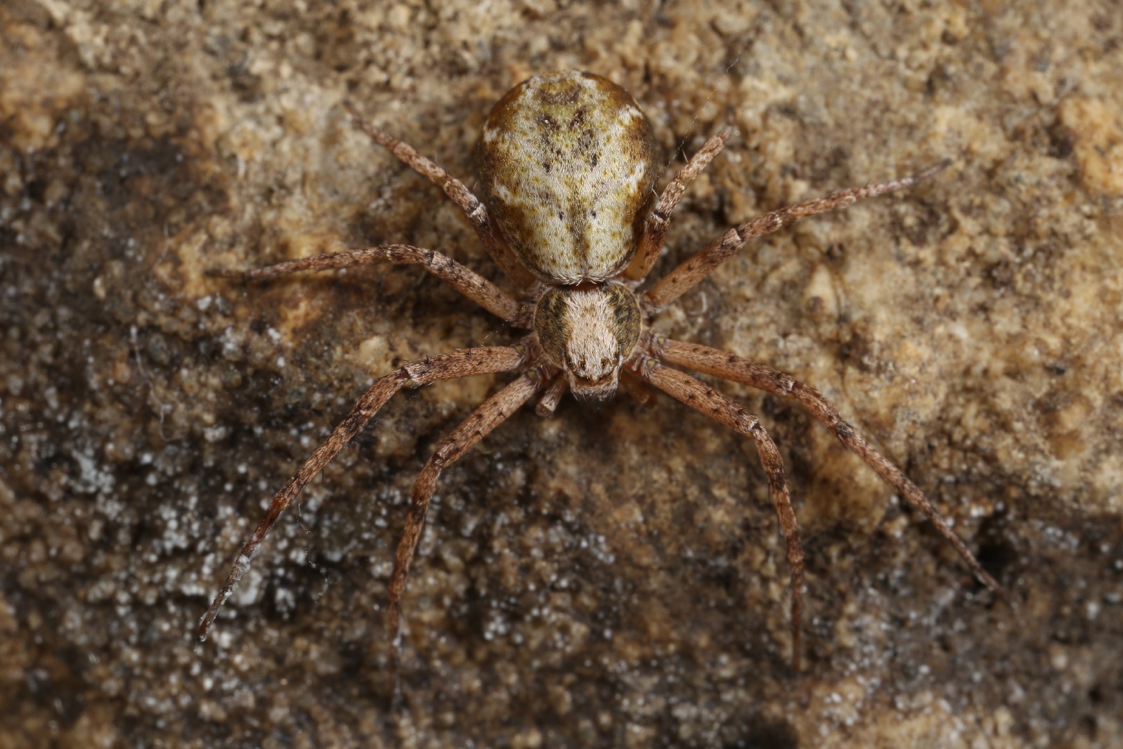 Arañas cangrejo corredoras (Philodromus)