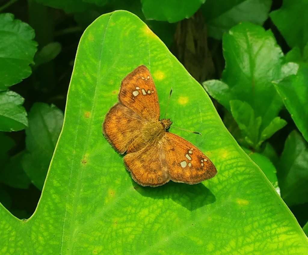Fulvous Pied Flat