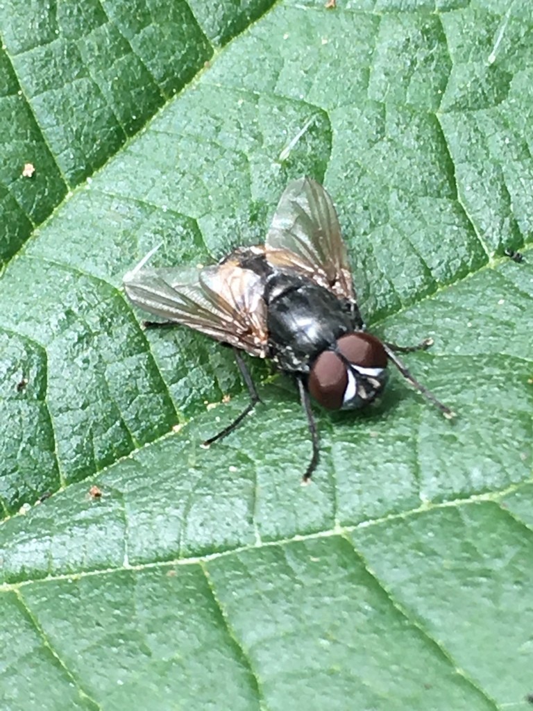 Полевая муха (Musca autumnalis) - Picture Insect