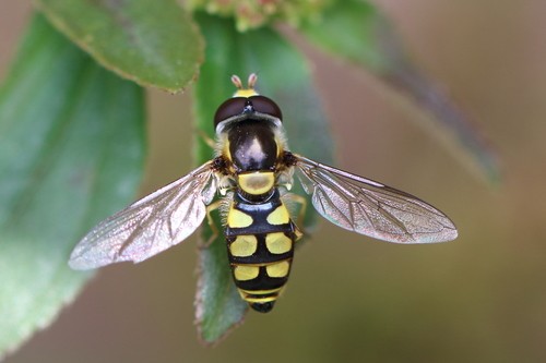 Simosyrphus (Simosyrphus)