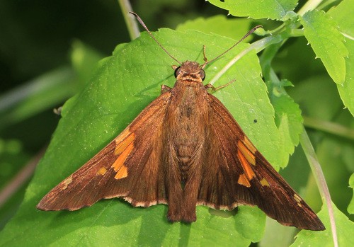 Silver-spotted skipper