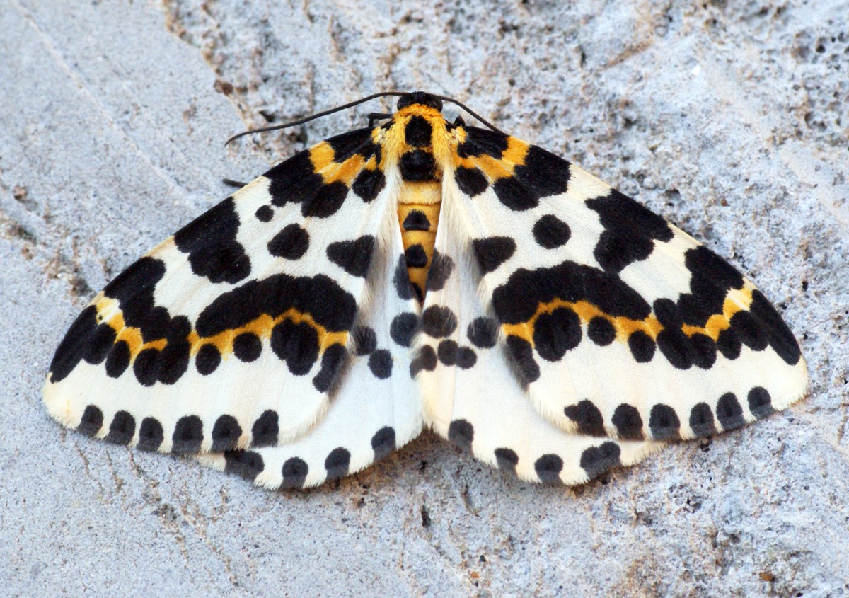 Magpie moths (Abraxas)