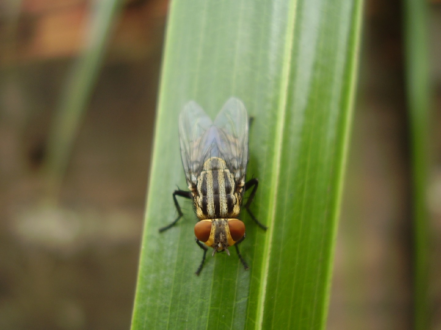 Осенняя жигалка (Stomoxys calcitrans) - Picture Insect