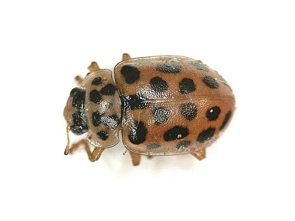 Anisosticta (Anisosticta)