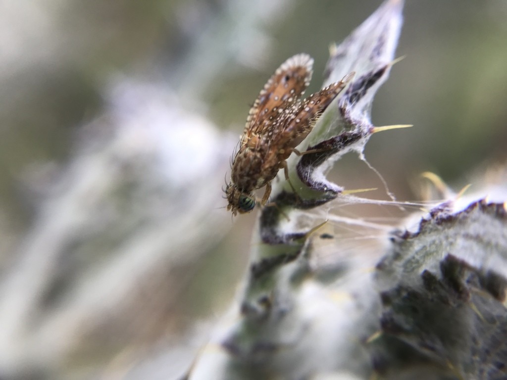 Paracantha (Paracantha)