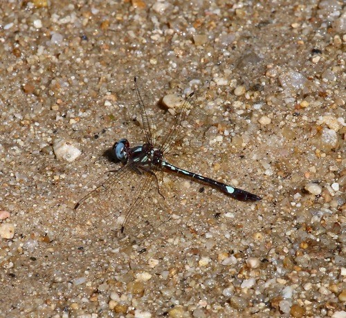 Libélulas rayadoras esbeltas (Macrothemis)