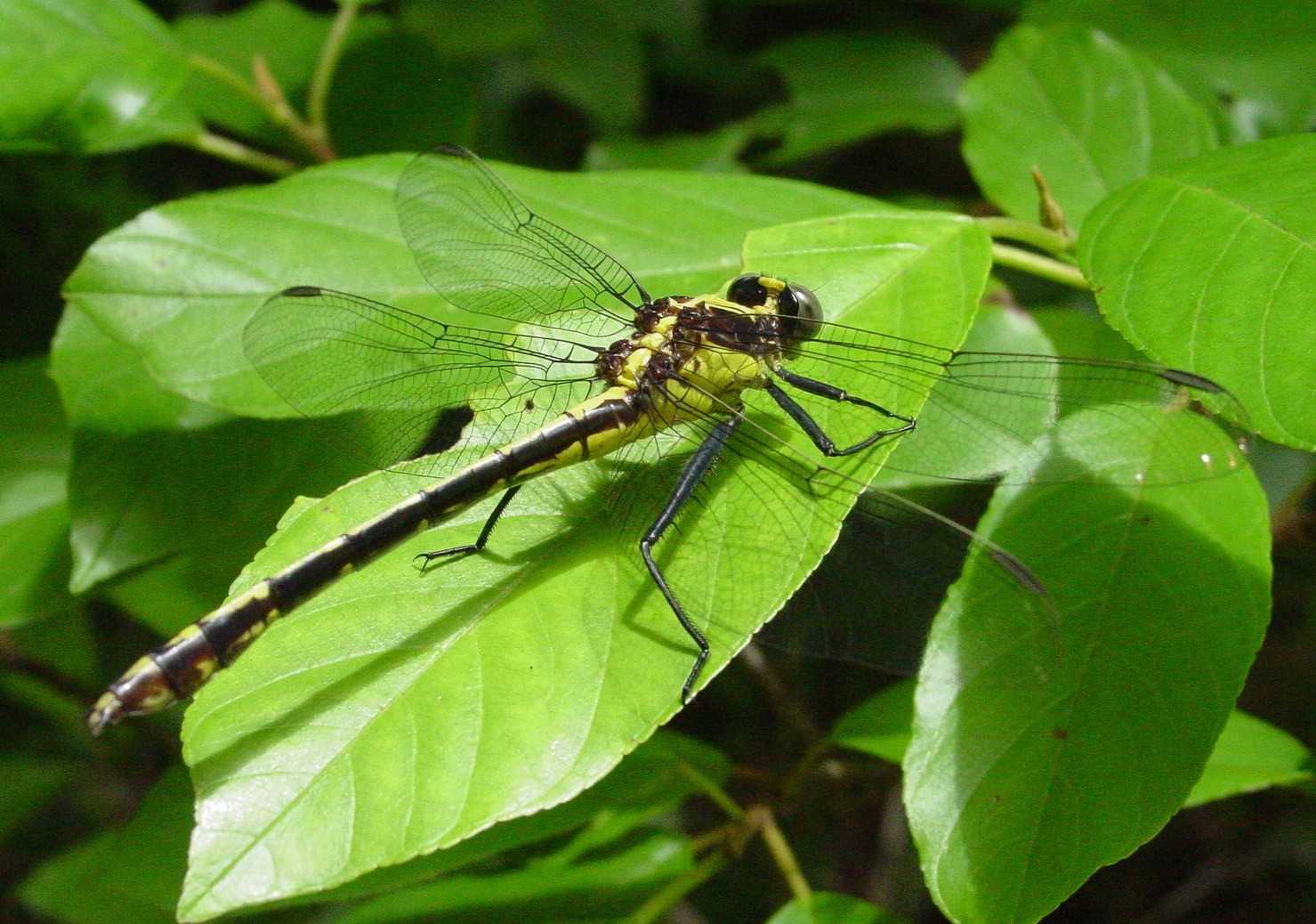 Spinylegs (Dromogomphus)