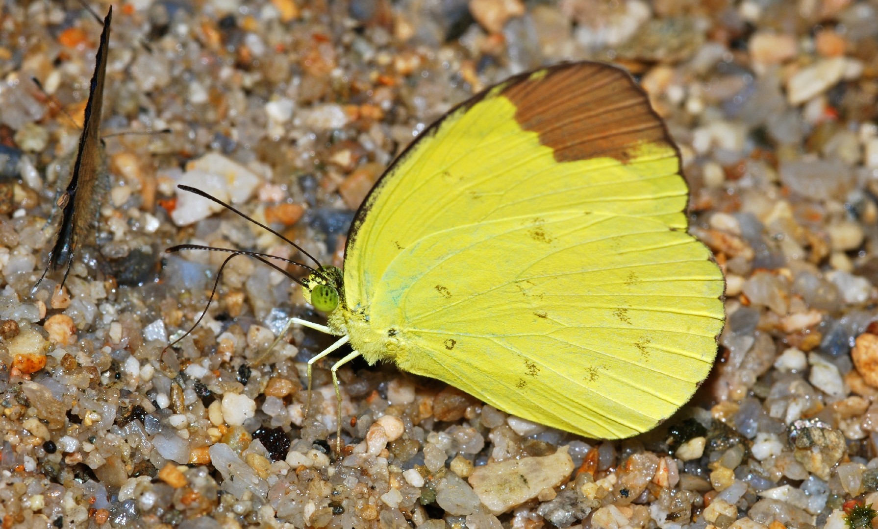 Hill grass yellow