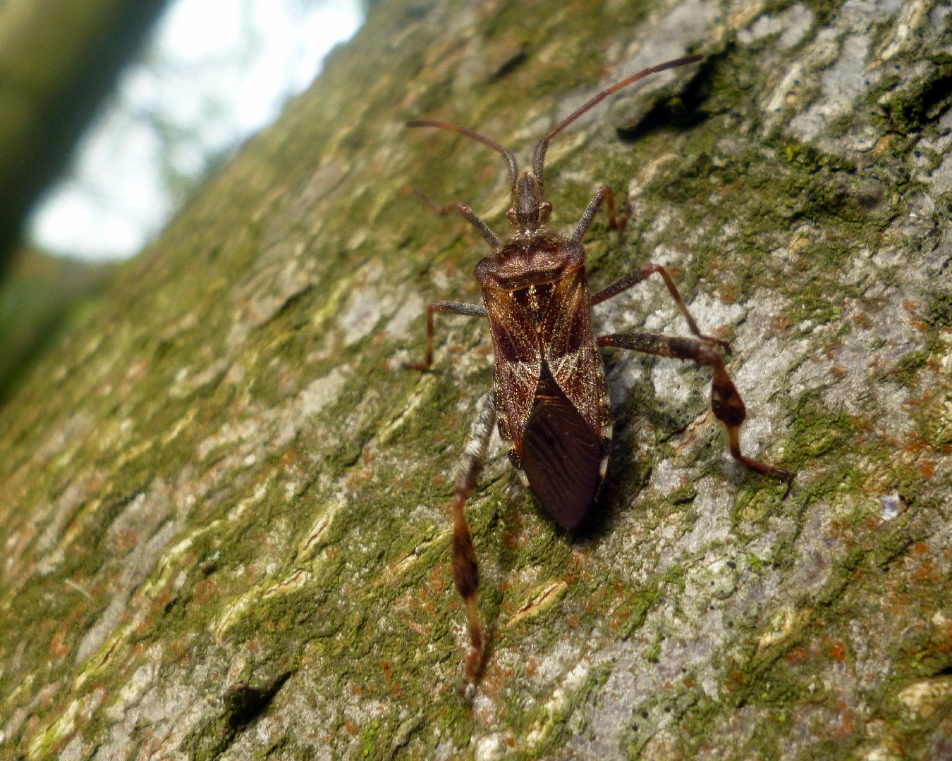 Сосновый семенной клоп (Leptoglossus occidentalis) - Picture Insect