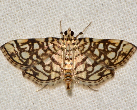 Lygropia (Lygropia)