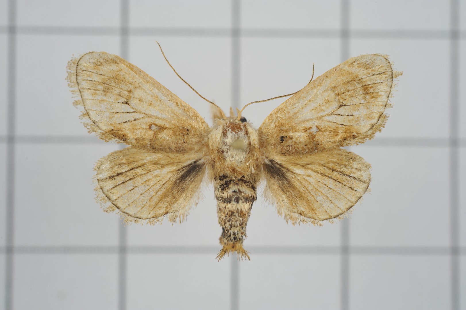 Nagodopsis (Nagodopsis)