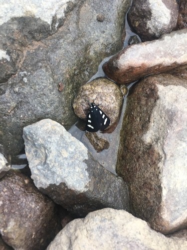 Alypiodes (Alypiodes)