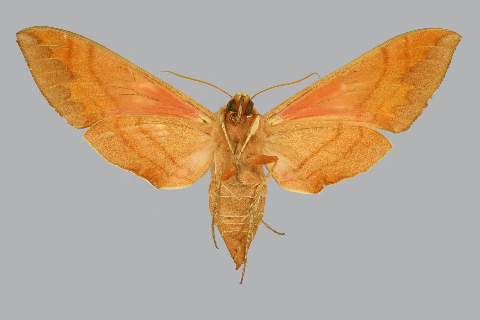 Achemon sphinx (Eumorpha achemon) - Picture Insect, image size:1600x1067