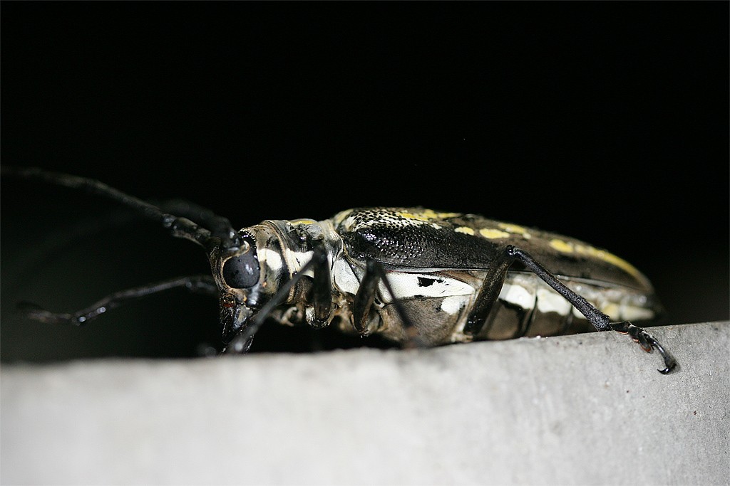 White stripe long-horned beetle