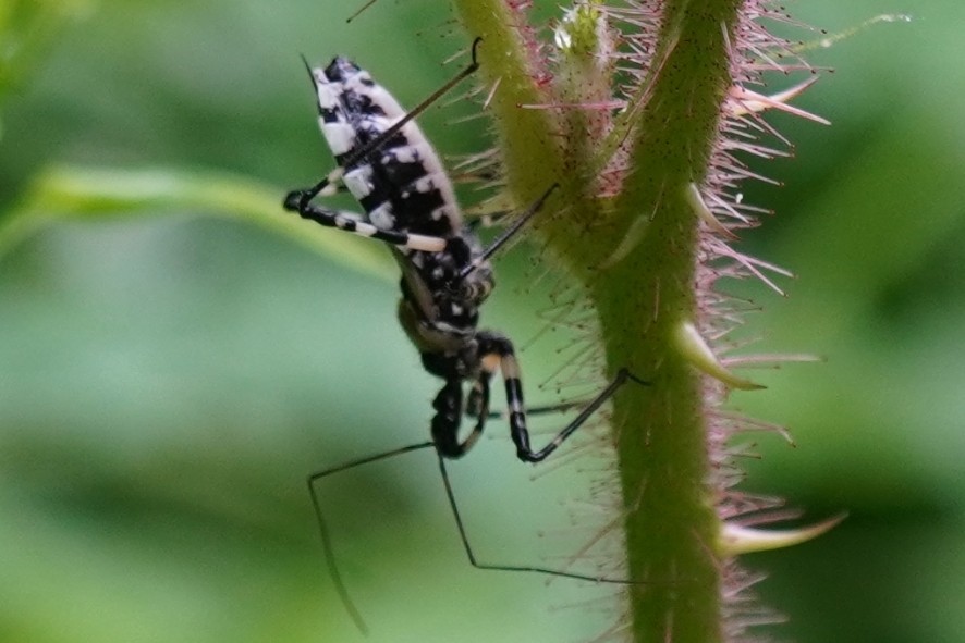 Sphedanolestes (Sphedanolestes)