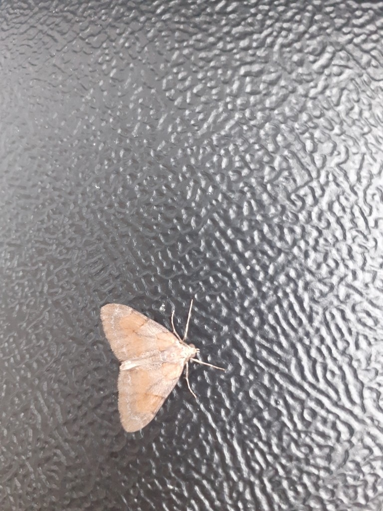 Pennithera (Pennithera)