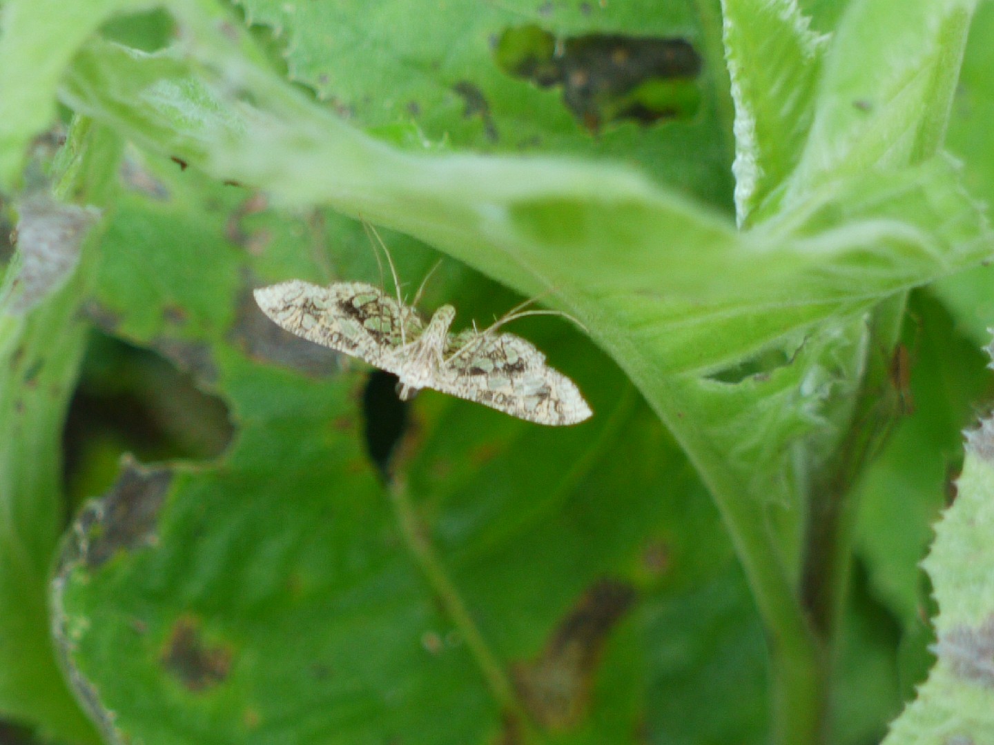 Nausinoe geometralis