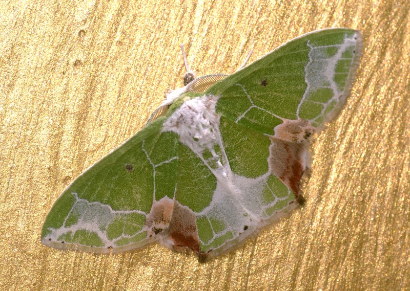 Uliocnemis (Uliocnemis)