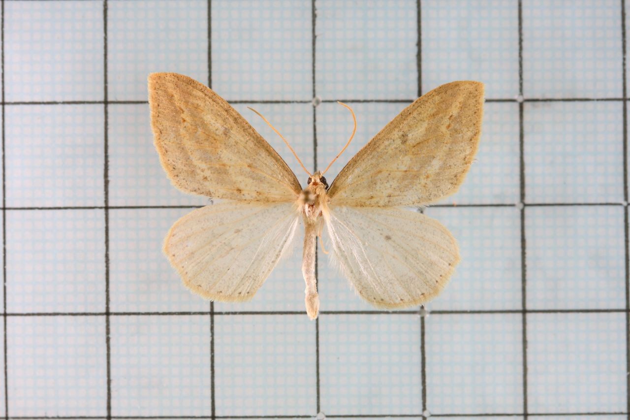 Loxaspilates (Loxaspilates)