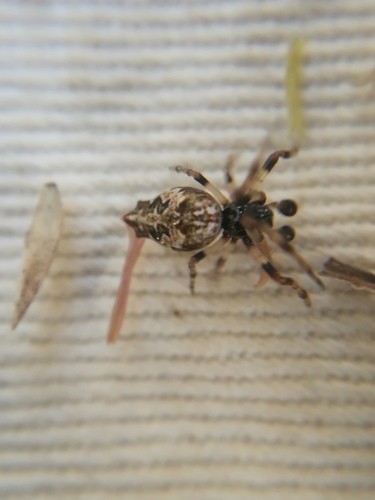 Oculate garbage-line web spider