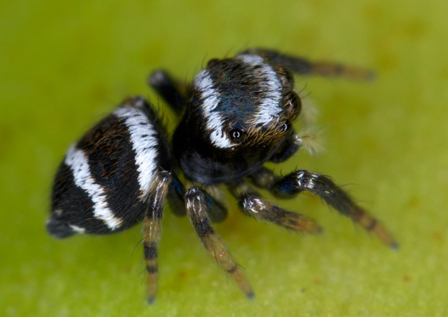 Bleeker's jumping spider