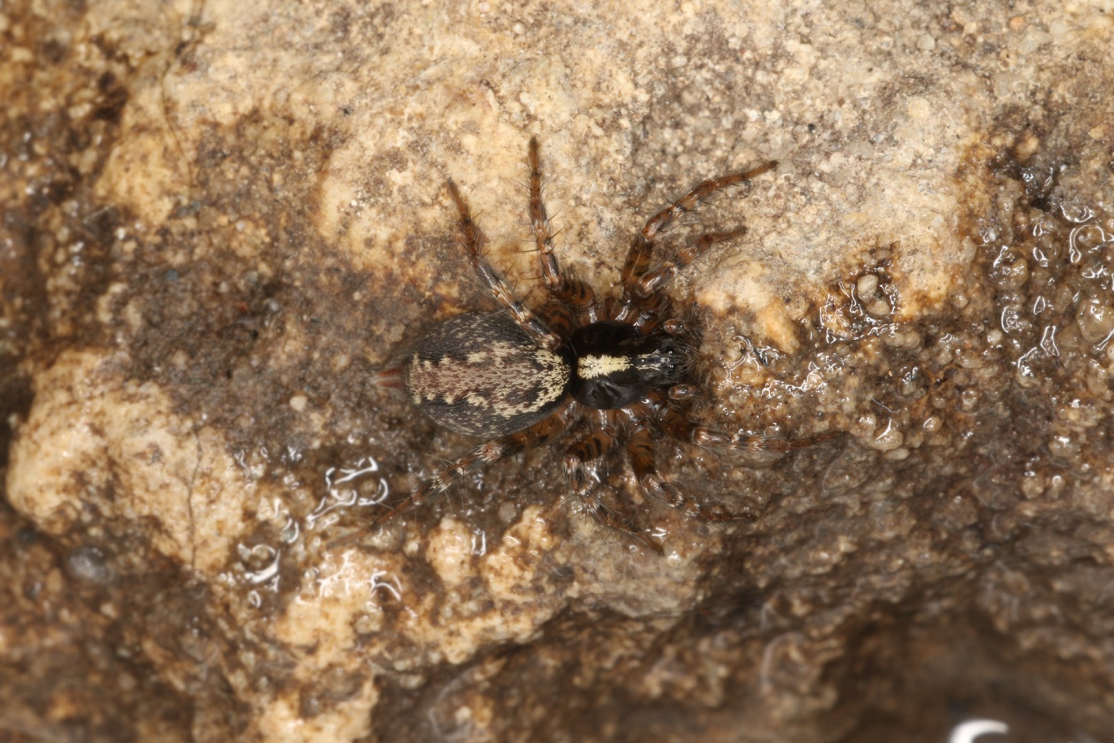 Паук лабиринтовый (Agelena labyrinthica) - Picture Insect