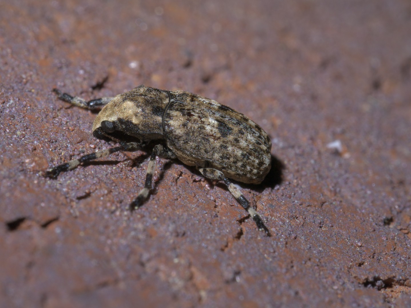 Euparius (Euparius)