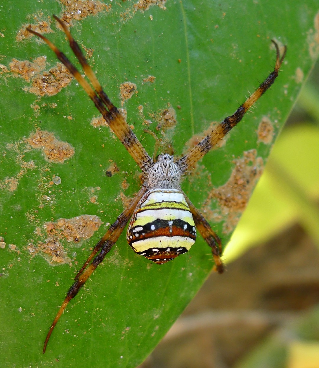 Arañas tejedoras de jardín (Argiope) - Picture Insect